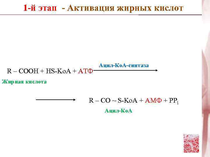 1 -й этап - Активация жирных кислот R – COOH + HS-Ko. A +