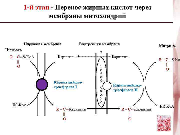 1 -й этап - Перенос жирных кислот через мембраны митохондрий Наружная мембрана Внутренняя мембрана
