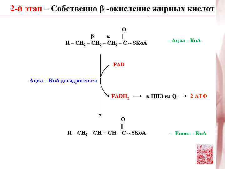 Схема бета окисление