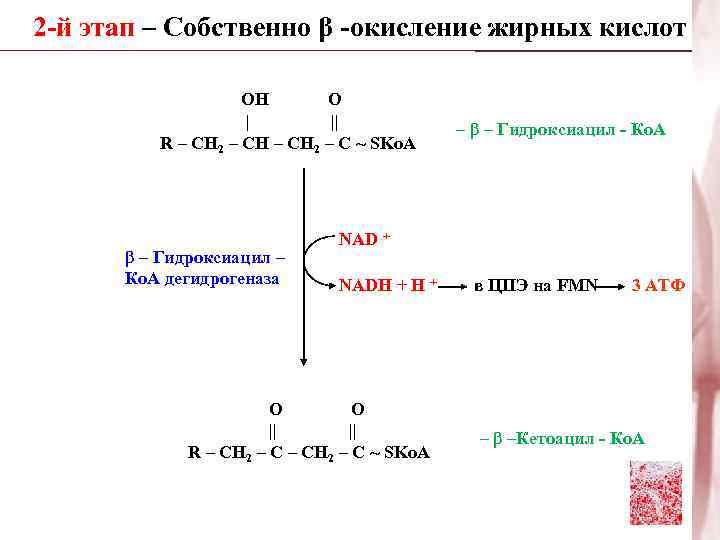 Окисление жиров