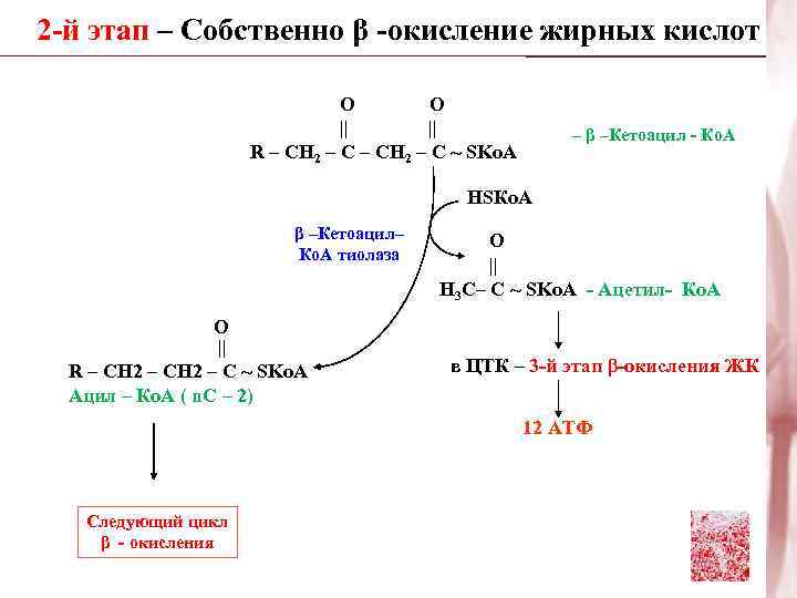 2 -й этап – Собственно β -окисление жирных кислот О О || || R