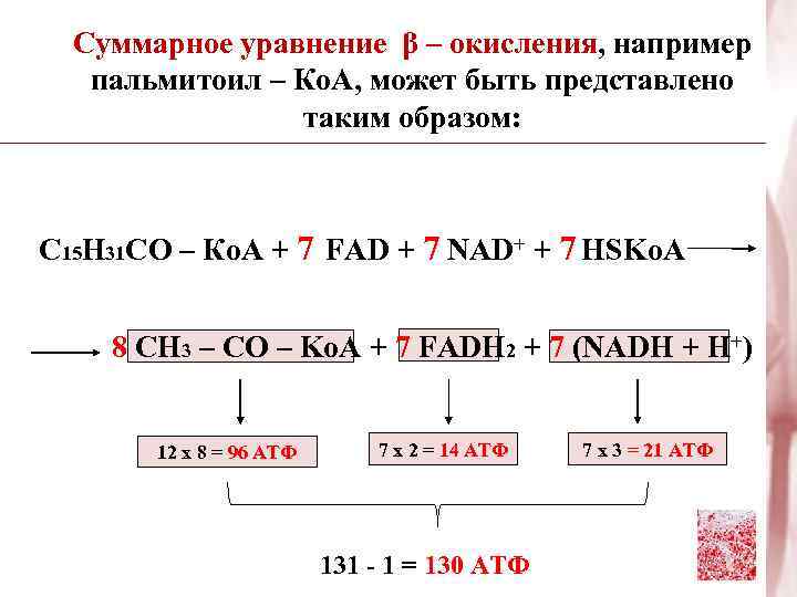 Суммарное уравнение β – окисления, например пальмитоил – Ко. А, может быть представлено таким