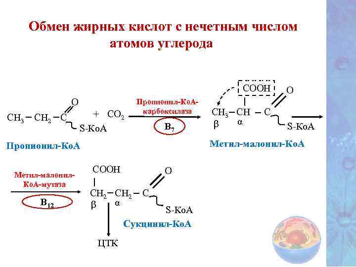 Обмен жирных кислот с нечетным числом атомов углерода О СН 3 СН 2 С