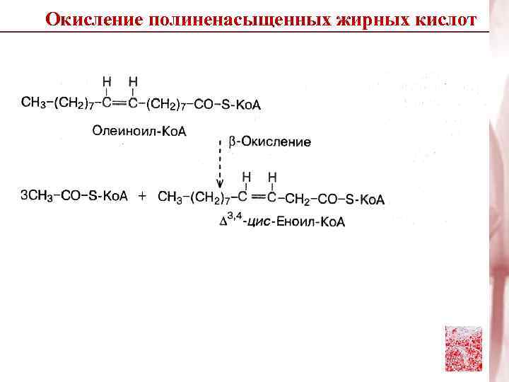 Окисление полиненасыщенных жирных кислот 