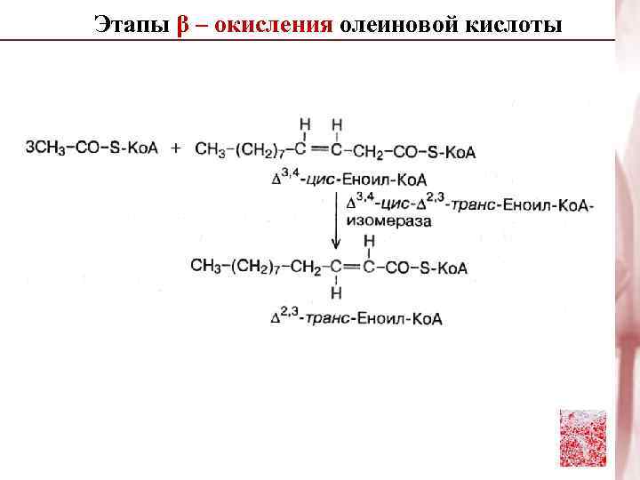 Этапы β – окисления олеиновой кислоты 