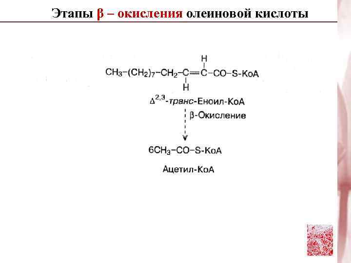Этапы β – окисления олеиновой кислоты 