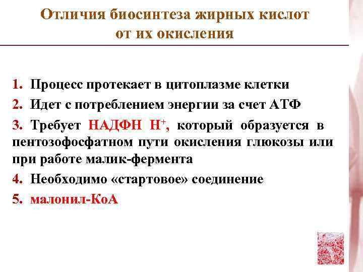 Отличия биосинтеза жирных кислот от их окисления 1. Процесс протекает в цитоплазме клетки 2.