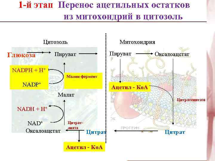 1 -й этап Перенос ацетильных остатков из митохондрий в цитозоль Цитозоль Глюкоза Митохондрия Пируват