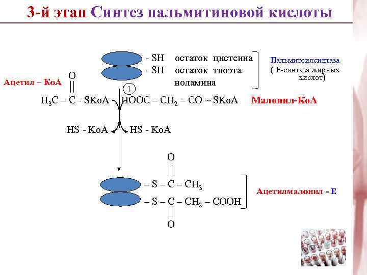 3 -й этап Синтез пальмитиновой кислоты Ацетил – Ко. А - SH O остаток