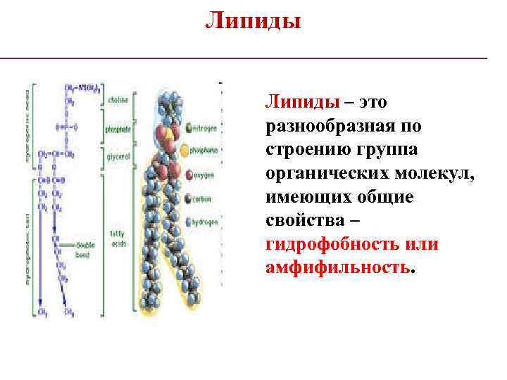 Липиды выполняют. Функции липидов биология. Структура липидов биология. Функции липидов в клетке. Строение липидов биология.