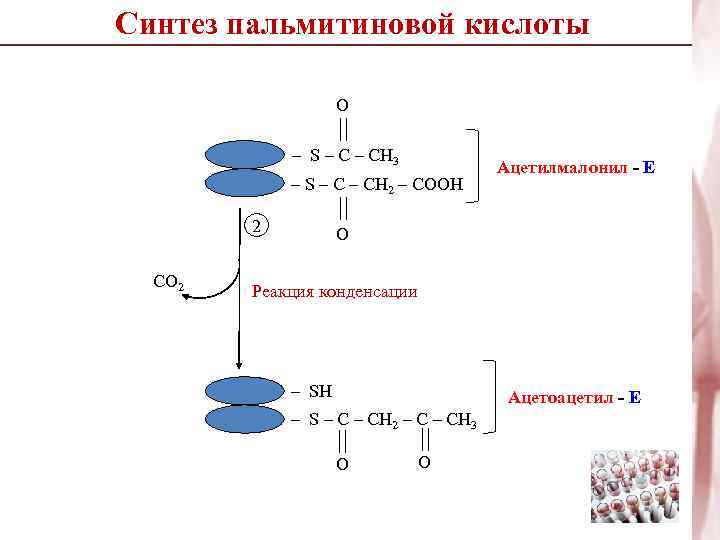 Синтез пальмитиновой кислоты O – S – CH 3 – S – C –