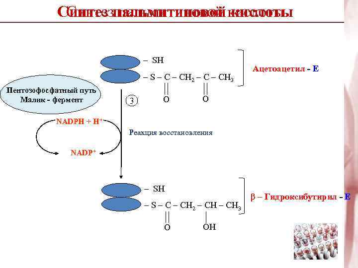Синтез пальмитиновой кислоты – SH – S – CH 2 – CH 3 Пентозофосфатный