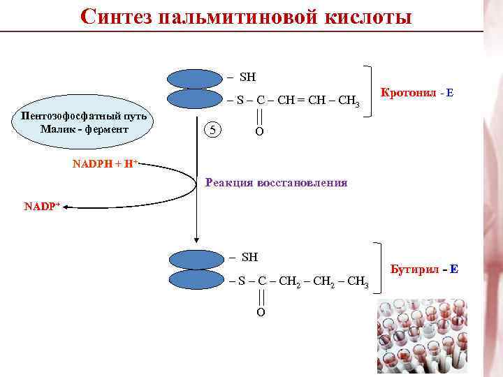Синтез пальмитиновой кислоты – SH – S – CH = CН – CH 3