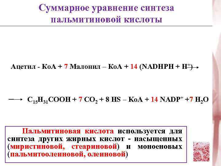 Суммарное уравнение синтеза пальмитиновой кислоты Ацетил - Ко. А + 7 Малонил – Ко.
