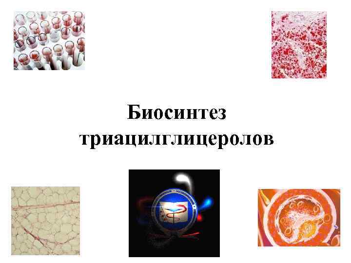 Биосинтез триацилглицеролов 