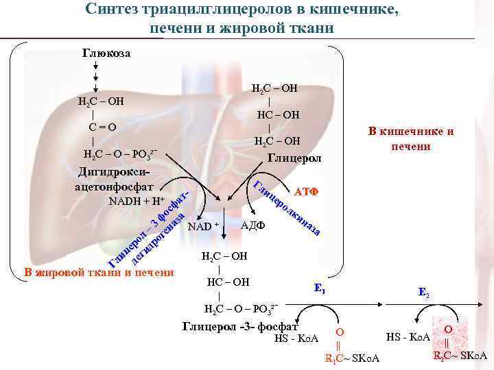 Синтез триацилглицеролов в кишечнике, печени и жировой ткани Глюкоза Н 2 С – ОН
