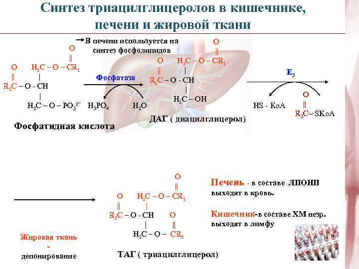 Синтез триацилглицеролов в кишечнике, печени и жировой ткани В печени используется на O O