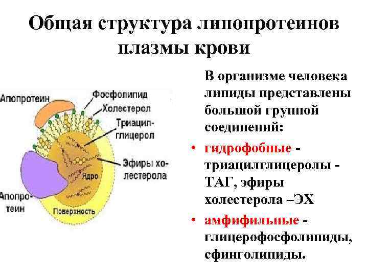 Общая структура липопротеинов плазмы крови В организме человека липиды представлены большой группой соединений: •