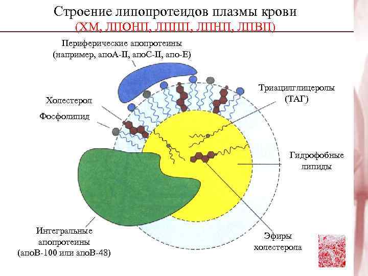 Строение липопротеидов плазмы крови (ХМ, ЛПОНП, ЛППП, ЛПНП, ЛПВП) Периферические апопротеины (например, апо. А-II,
