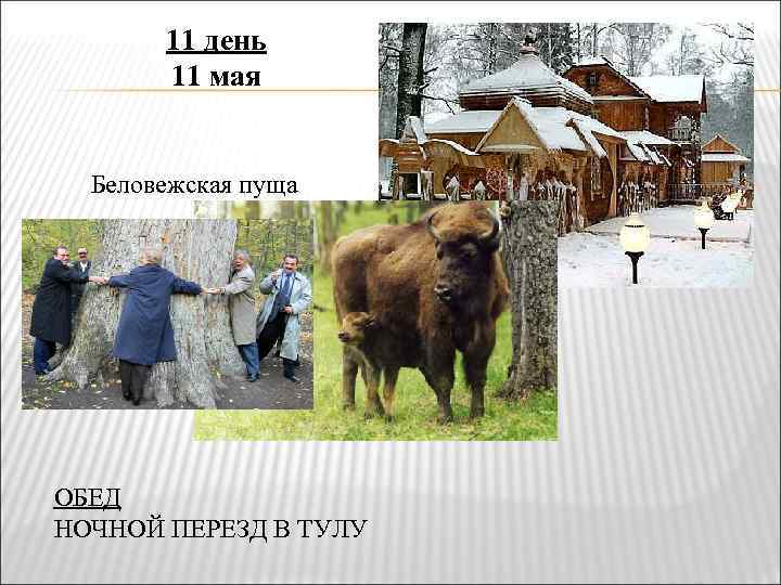 11 день 11 мая Беловежская пуща ОБЕД НОЧНОЙ ПЕРЕЗД В ТУЛУ 