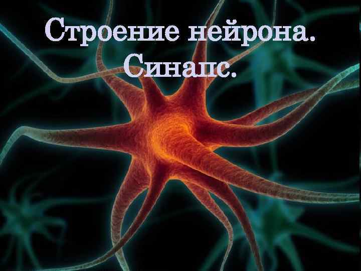 Строение нейрона. Синапс. 