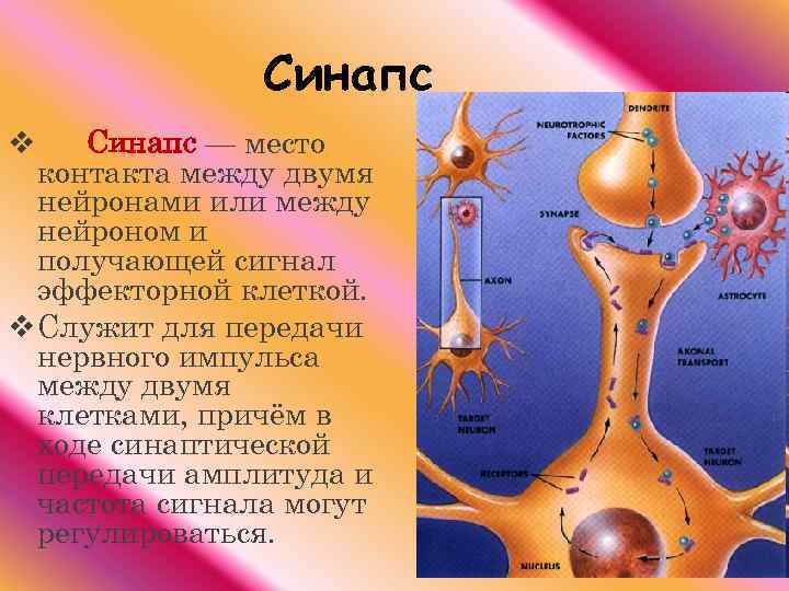 Рассмотрите рисунок нейрона напишите что обозначено цифрами