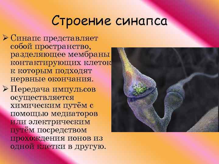 Строение синапса Ø Синапс представляет собой пространство, разделяющее мембраны контактирующих клеток, к которым подходят