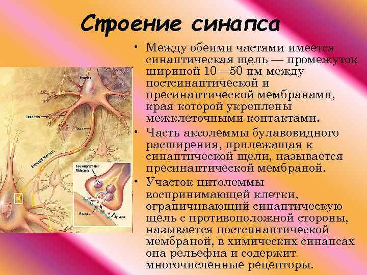 Строение синапса • Между обеими частями имеется синаптическая щель — промежуток шириной 10— 50