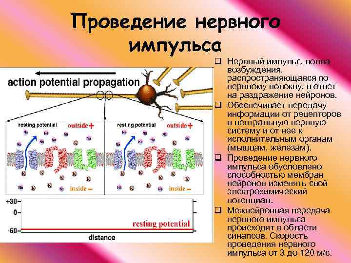 Нервные импульсы картинка