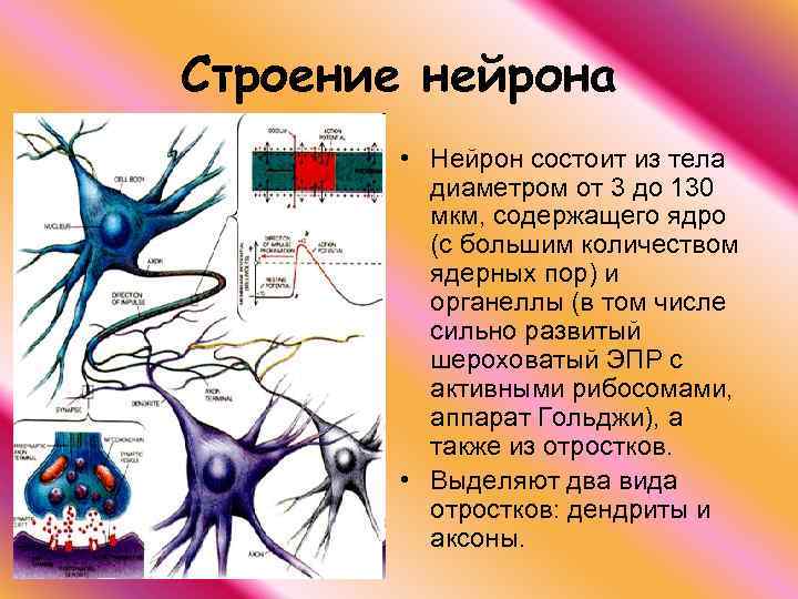 Рассмотрите рисунок нейрона напишите что обозначено цифрами