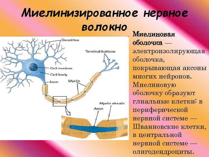 Рассмотрите рисунок нейрона напишите что обозначено цифрами