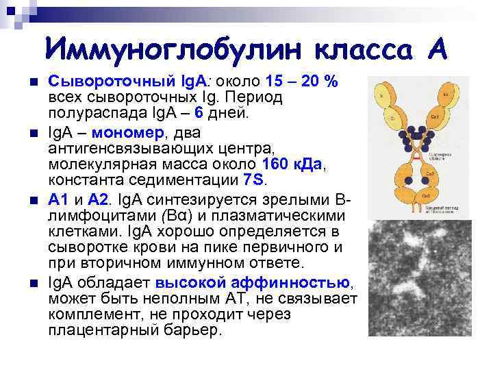 Иммуноглобулин класса А n n Сывороточный Ig. А: около 15 – 20 % всех