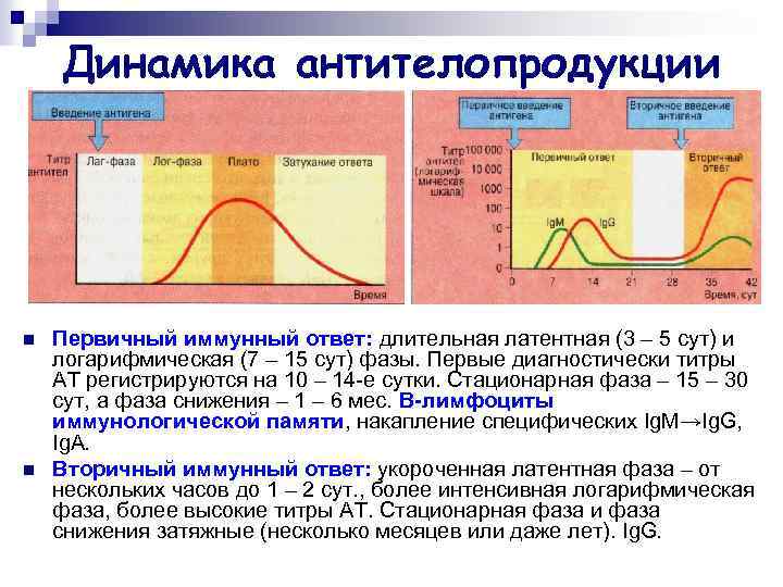 Динамика антителопродукции n n Первичный иммунный ответ: длительная латентная (3 – 5 сут) и