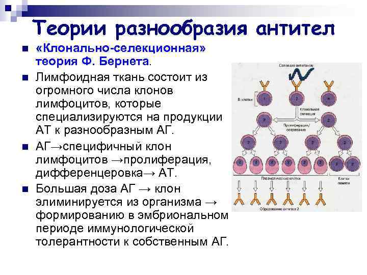 Теории разнообразия антител n n «Клонально-селекционная» теория Ф. Бернета. Лимфоидная ткань состоит из огромного
