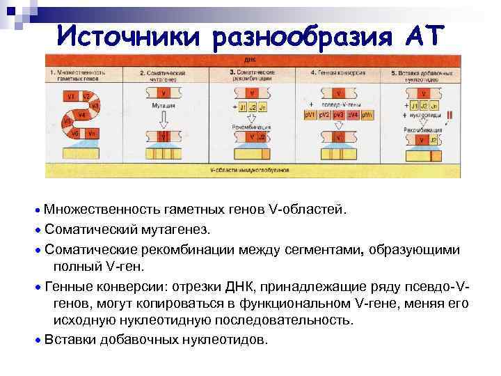 Источники разнообразия АТ Множественность гаметных генов V-областей. Соматический мутагенез. Соматические рекомбинации между сегментами, образующими