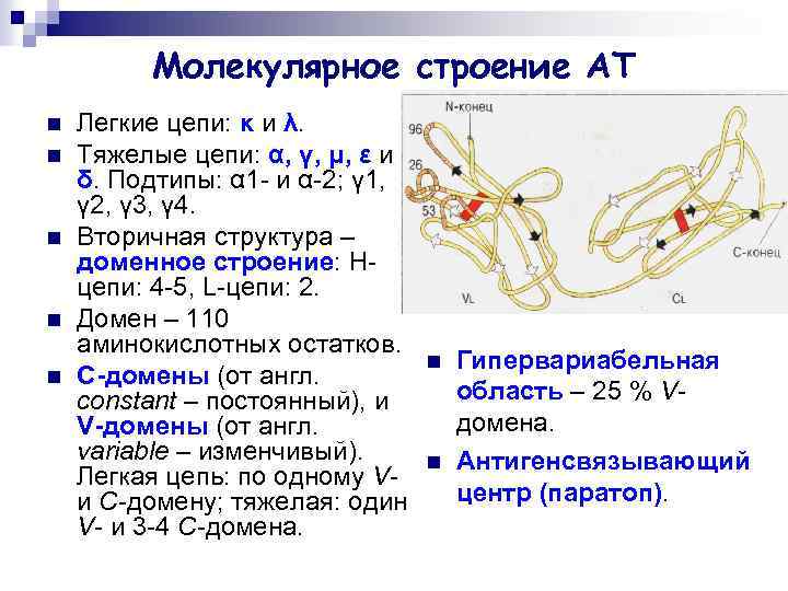 Молекулярное строение АТ n n n Легкие цепи: κ и λ. Тяжелые цепи: α,