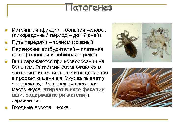 Патогенез n n n Источник инфекции – больной человек (лихорадочный период – до 17