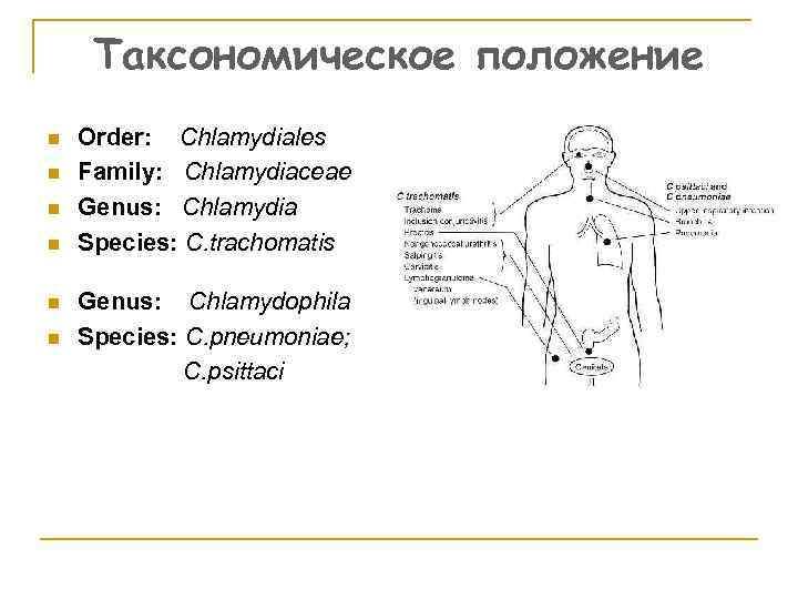 Таксономическое положение n n n Order: Chlamydiales Family: Chlamydiaceae Genus: Chlamydia Species: C. trachomatis