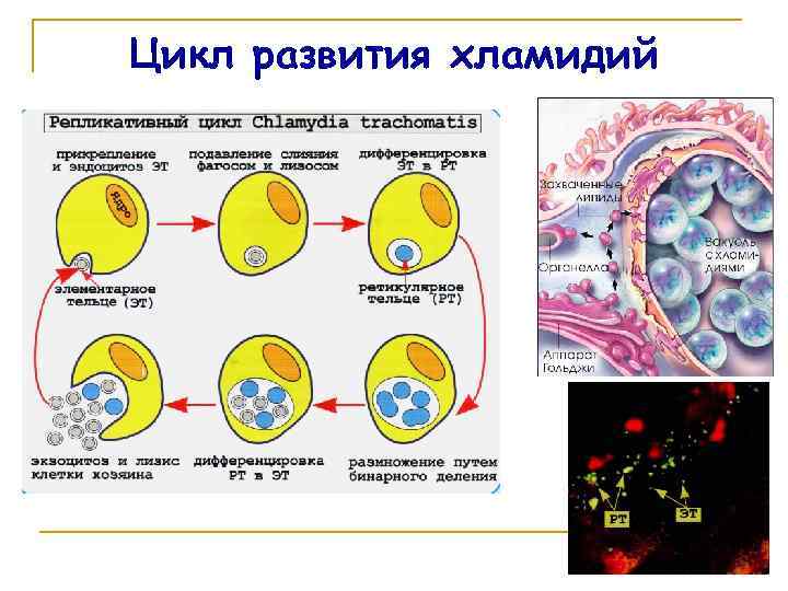 Цикл развития хламидий 