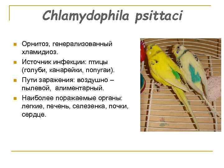 Chlamydophila psittaci n n Орнитоз, генерализованный хламидиоз. Источник инфекции: птицы (голуби, канарейки, попугаи). Пути