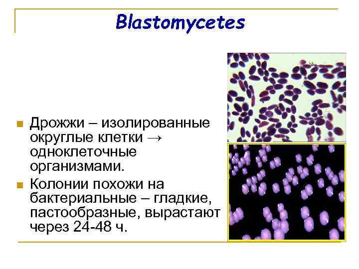 Blastomycetes n n Дрожжи – изолированные округлые клетки → одноклеточные организмами. Колонии похожи на