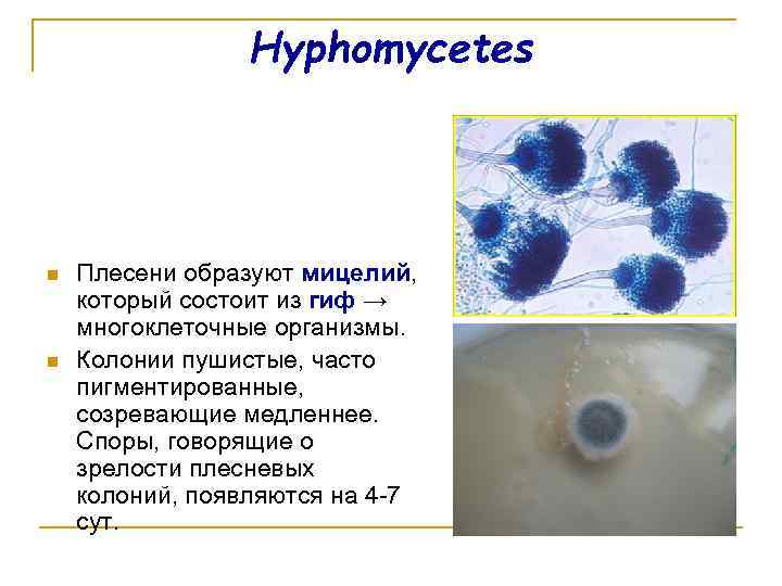 Hyphomycetes n n Плесени образуют мицелий, который состоит из гиф → многоклеточные организмы. Колонии