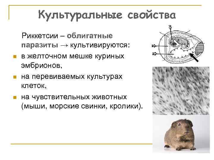 Культуральные свойства n n n Риккетсии – облигатные паразиты → культивируются: в желточном мешке