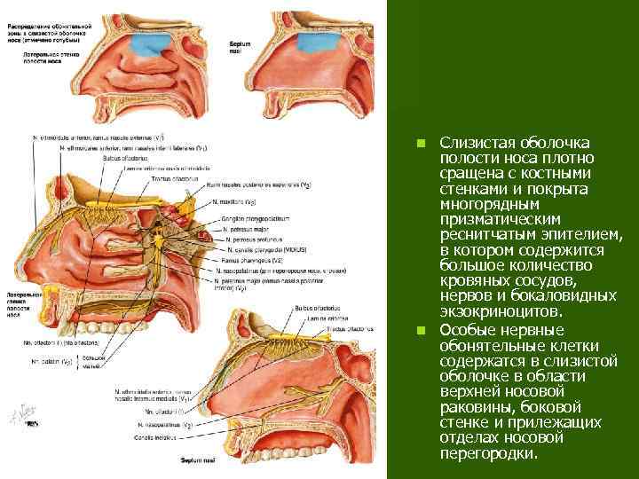 Слизистая оболочка полости носа плотно сращена с костными стенками и покрыта многорядным призматическим реснитчатым