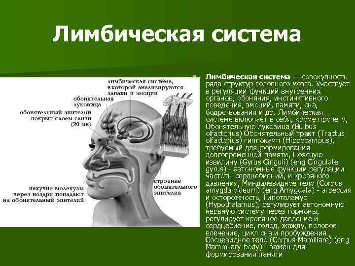 Лимбическая система n Лимбическая система — совокупность ряда структур головного мозга. Участвует в регуляции