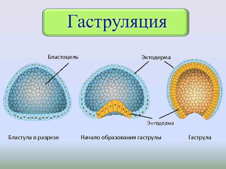Бластоцель Эктодерма Энтодерма Бластула в разрезе Начало образования гаструлы Гаструла 