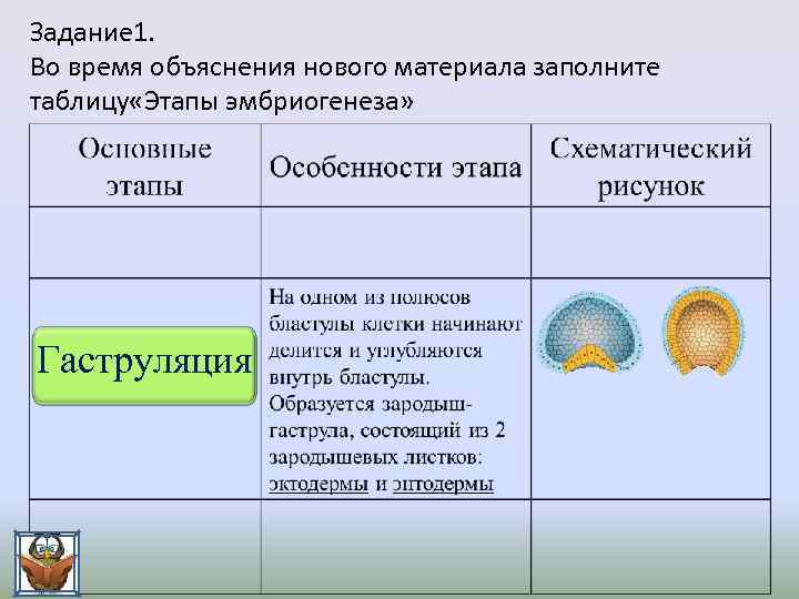 Задание 1. Во время объяснения нового материала заполните таблицу «Этапы эмбриогенеза» Гаструляция 