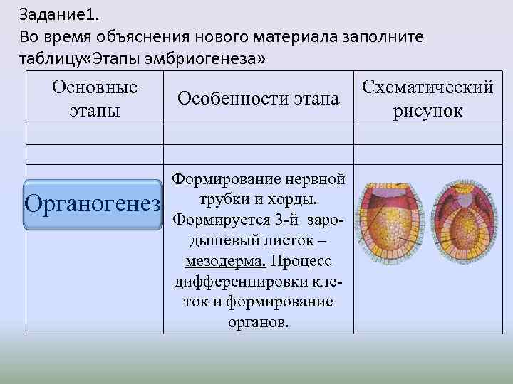 Задание 1. Во время объяснения нового материала заполните таблицу «Этапы эмбриогенеза» Основные этапы Органогенез