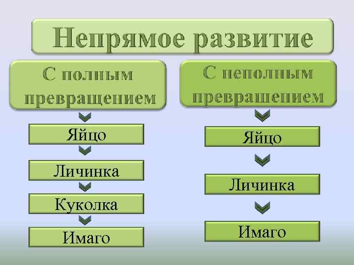 Яйцо Личинка Куколка Имаго Яйцо Личинка Имаго 