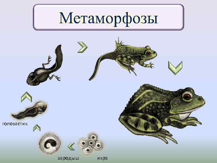 головастик зародыш икра 